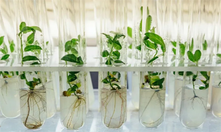Plant growth regulators