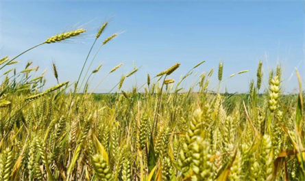 wheat planting