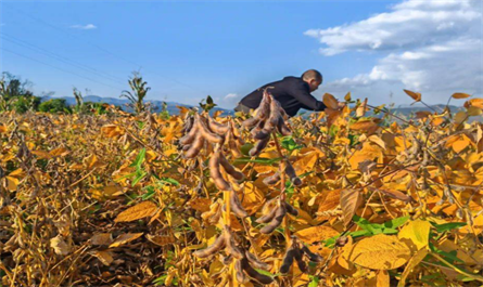 soybean production