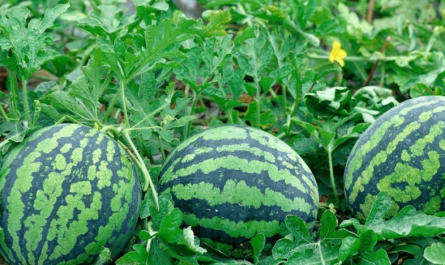 plant growth regulator