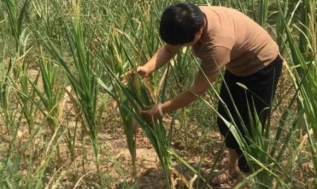 plant growth regulator