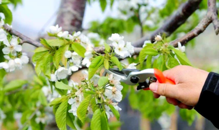 plant growth regulator