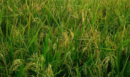 Plant growth regulators