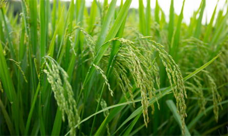 Plant growth regulators