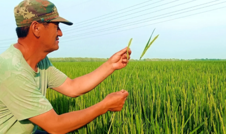 plant growth regulator