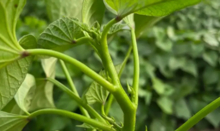 plant growth regulator