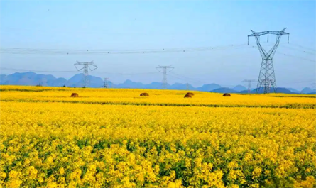 Plant growth regulators