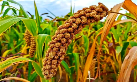 plant hormone
