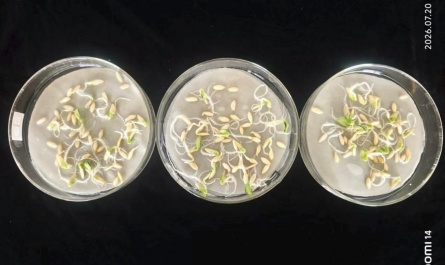 plant growth regulator
