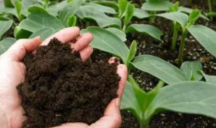 plant growth regulator