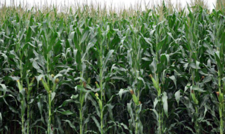 plant growth regulator