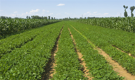  plant growth regulators