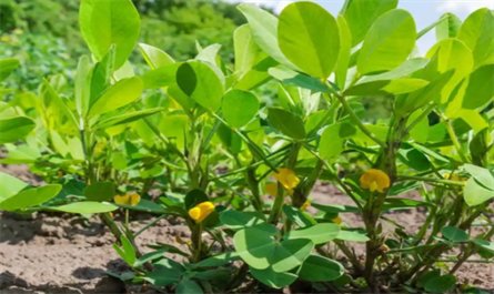 plant growth regulators