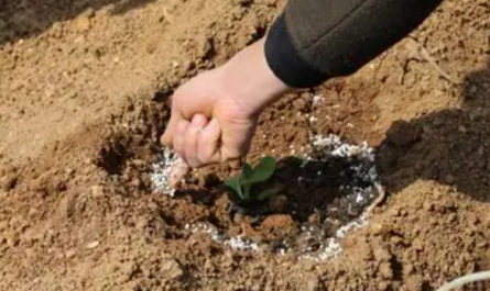 fertilizer