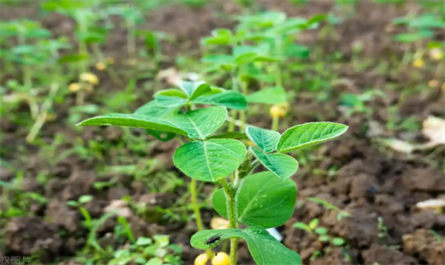 plant hormone