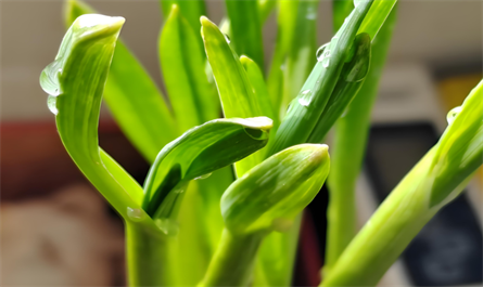 plant hormone