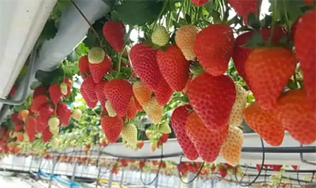 plant growth regulator