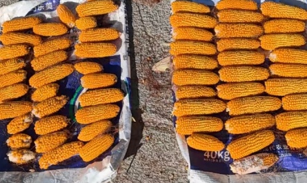 Tests on corn fields