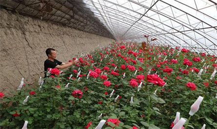 Application of plant growth regulators on flowers plantation--roses
