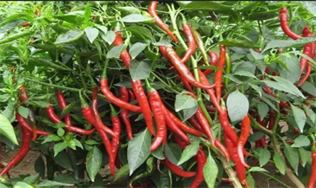 Gibberellic acid(GA3) functions in pepper cultivation and we must pay attention to four aspects