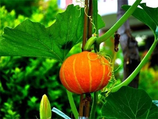 Flower and fruit promoting