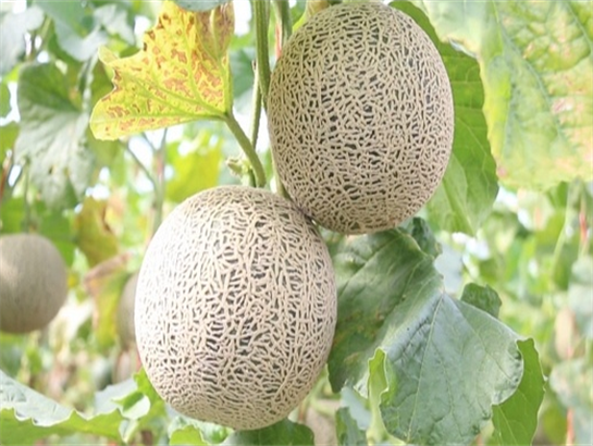 Flower and fruit promoting