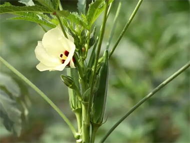 Flower and fruit promoting