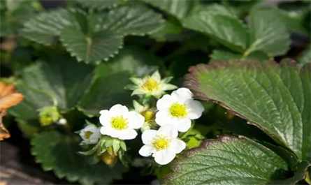 What plant growth hormone is used for strawberry flower bud differentiation?