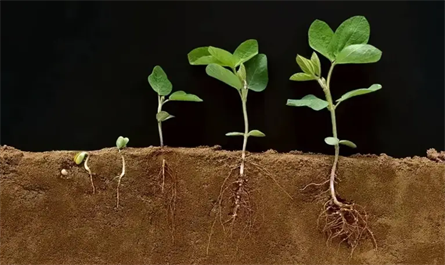 What fertilizer can make crops take root quickly?