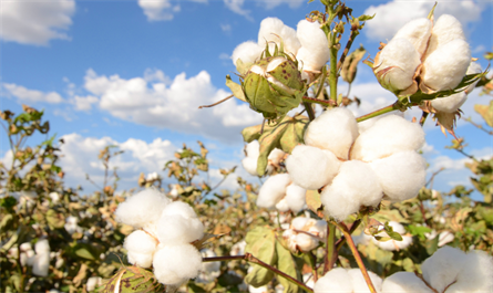 Effect of 0.01% brassinolide soluble solution on cotton