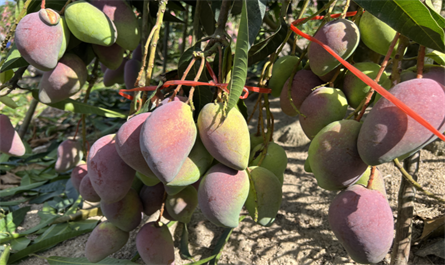 Visit  customer's mango plantation in Sanya