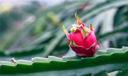 The funtions of brassinolide on pitaya planting process