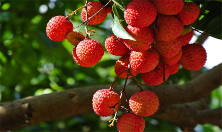 Application of plant growth regulators on fruit trees - Litchi