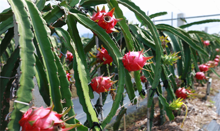 What is the effect of spraying brassinolide during pitaya growing?