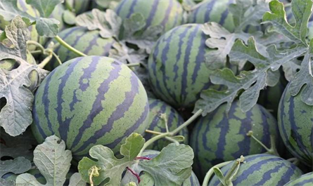 Application of plant growth regulators on fruit trees--Watermelon