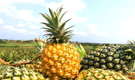 Commonly use Plant growth regulator in pineapples growing