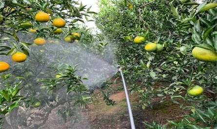 Application of gibberellins in citrus cultivation, PPM and usage multiple conversion