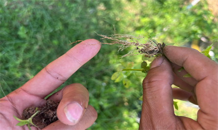 Observe the weed roots around the durian tree to assess soil nutrition