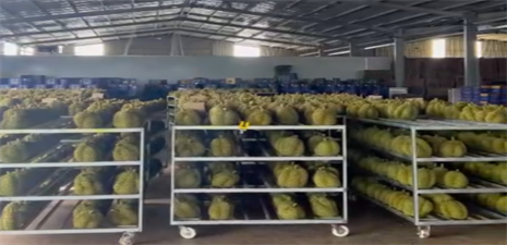 Visited the durian purchasing and packaging factory of our customers