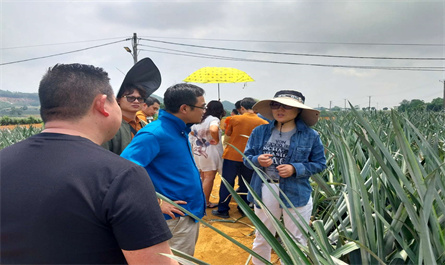 Vietnam customers used our pineapple King for experimental comparison