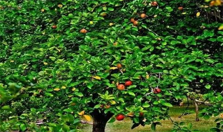 Effects of Triacontanol on Fruit Trees