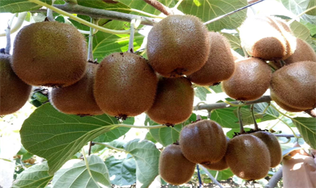 What plant growth regulators are needed for kiwifruit farming?
