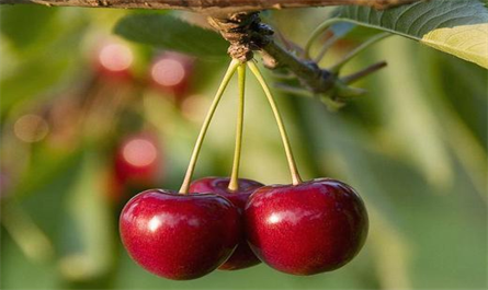 Application of plant growth regulators in cherry farming
