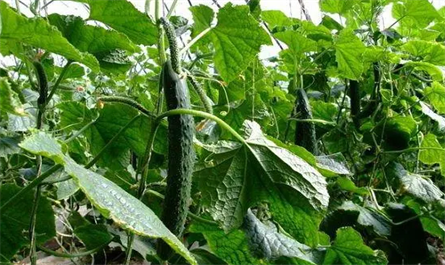 Application of plant growth regulator on cucumber