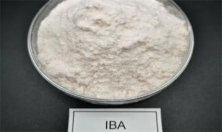 Can indole-3-butyric acid (IBA) be sprayed on the plant leaves?