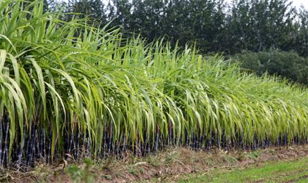 Study on the effect of spraying plant growth regulators trinexapac-ethyl and brassinolide on sugarcane growth