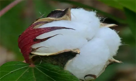 Application of S-abscisic acid in cotton