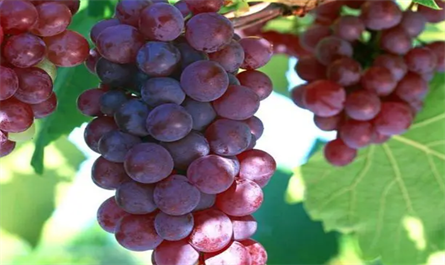 What effect does S-abscisic acid have on grapes?