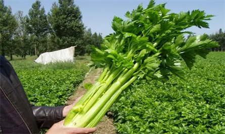 What‘s plant growth regulators are needed for celery cultivation?