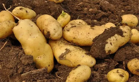 What’s Plant growth regulators needed for potato cultivation?